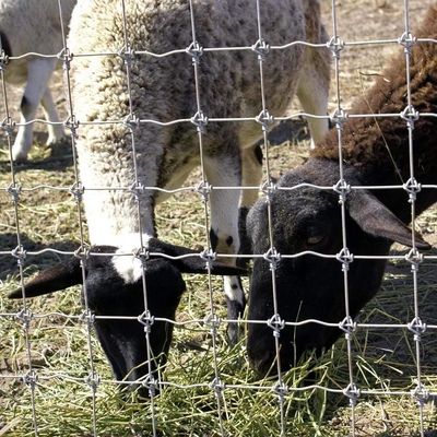 1.8m Υψόμετρο Γκατακτήματος Κατσίκας Σύρμα Μαρκαρίσματος Φράχτης Ζεστό Βαμμένο Ζαλβανωμένο Αντί Κορώσεως